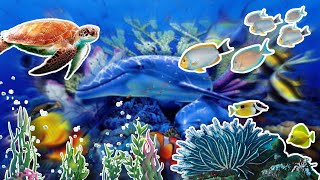 Download Lagu Lagu Ikan | Ikan dan Lainnya | Lagu Anak | Kumpulan Ikan Laut dan hewan laut MP3 Download Lagu Lagu Ikan | Ikan dan Lainnya | Lagu Anak | Kumpulan Ikan Laut dan hewan laut MP3