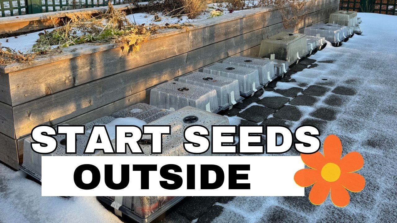 Что такое озимый посев? Почему я начал этим заниматься и как я это делаю.