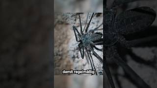 Finden wir eine neue Geiselspinne? #Legendsuncovered
