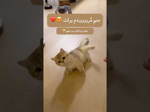 آهنگ ترند جديد کلیپ فان طنز عشق          