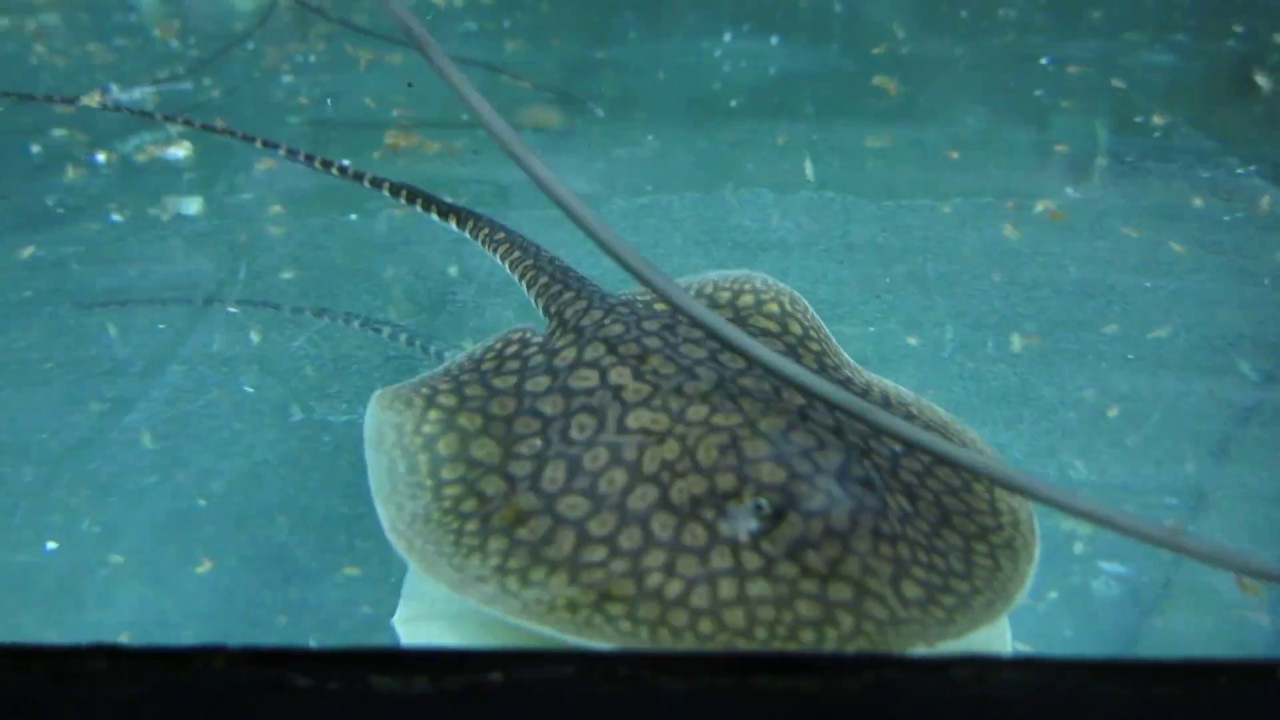 Plesiotrygon nana feeding