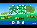 大葉の育て方【Q&A】花がさいた・葉が固くなる・バッタに食べられた・・【初心者の方にも分かりやすく説明しました】家庭菜園