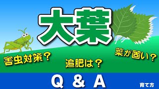 大葉の育て方【Q&A】花がさいた・葉が固くなる・バッタに食べられた・・【初心者の方にも分かりやすく説明しました】家庭菜園