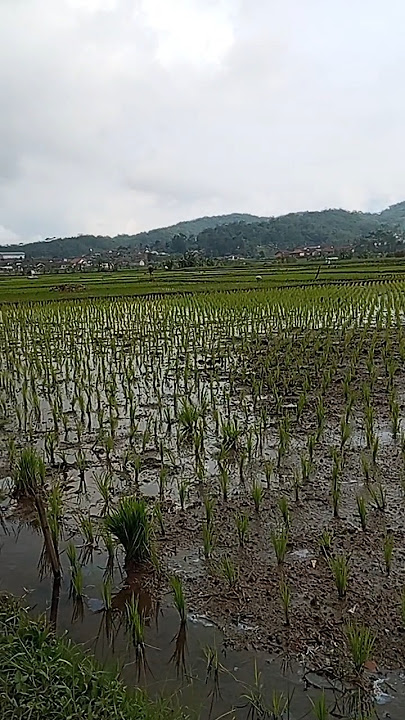 lapak ngurek, kondisikan dulu paman #ngurekbelut #belutsawah #alampedesaan #shortvideo