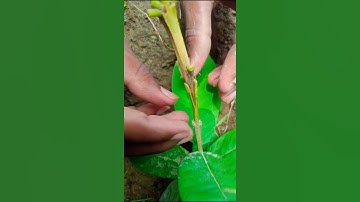 Guava grafting techniques | amazing grafting techniques #shorts #gardening #grafting