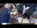 Furry Friend Friday: 1-year-old German Shepherd mix, Degallo