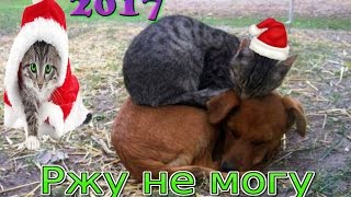 Приколы с котами  ТОПОВАЯ подборка 2017   2016 2015