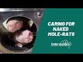 How to care for naked molerats