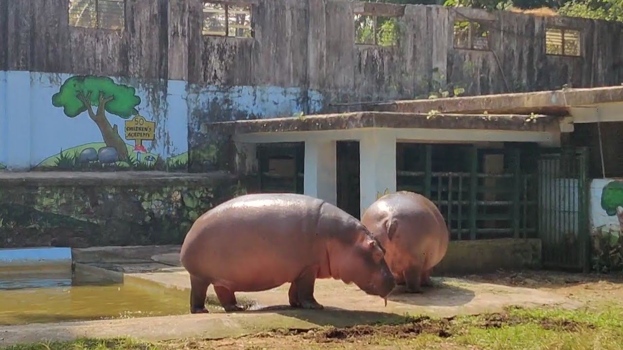 Hippopotamus in Mumbai Zoo | Ranichi Baug | Rani Baug Byculla Zoo - YouTube