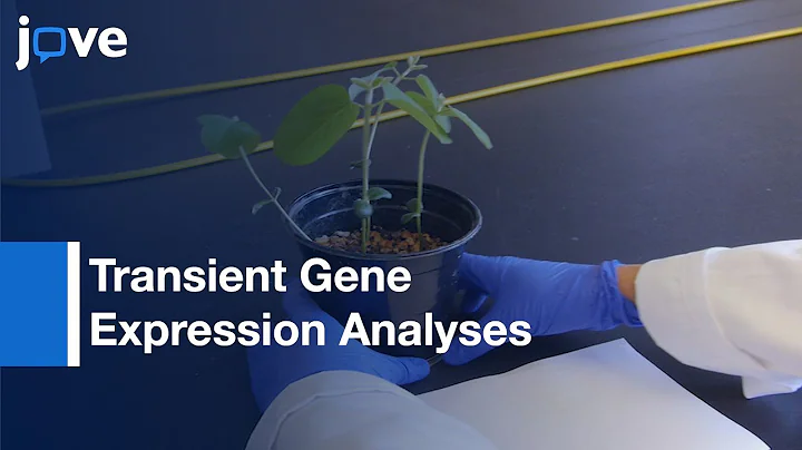 Isolation: Soybean Protoplasts & Application- Transient Gene Expression Analyses l Protocol Preview