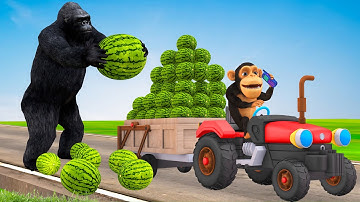 Giant gorilla steals Watermelons | Funny monkey vs Gorilla Funny Story | Cartoon Episode -1