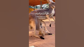 🌹ـ1kـ🔒1k🌹ـ هذا خلق الله | سورة لقمان - الآية 11- القارئ#اسلام_صبحي ~