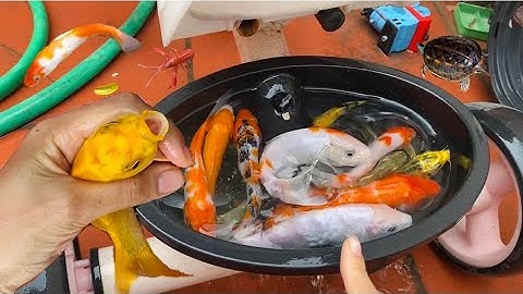 Vui học cùng bé-Giải cứu các con cá,con cua,con rùa,con tôm,con ếch trên chiếc xe đạp bỏ không