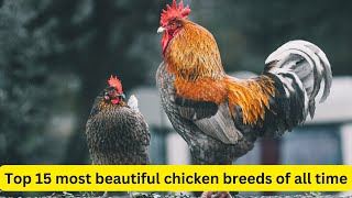 Top 15 most beautiful chicken breeds of all time || #chicken #chickenbreeds by nsfarmhouse 62 views 1 month ago 2 minutes, 8 seconds