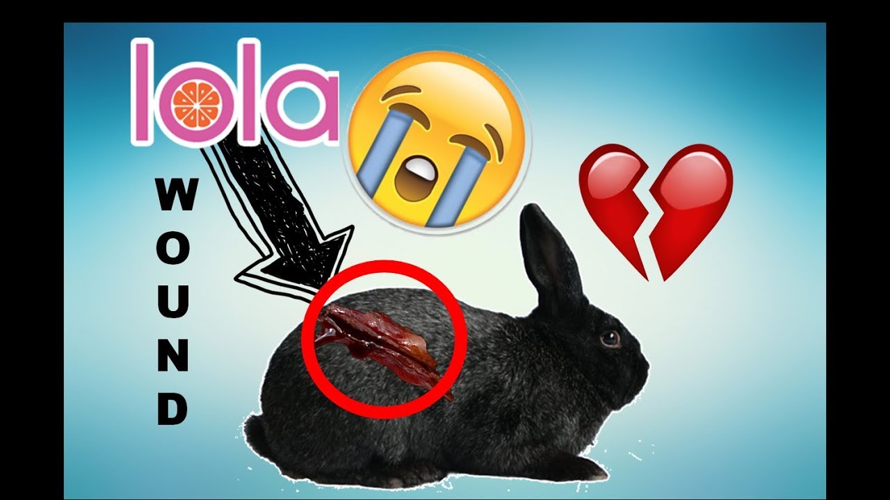 Dealing with a rabbit wound