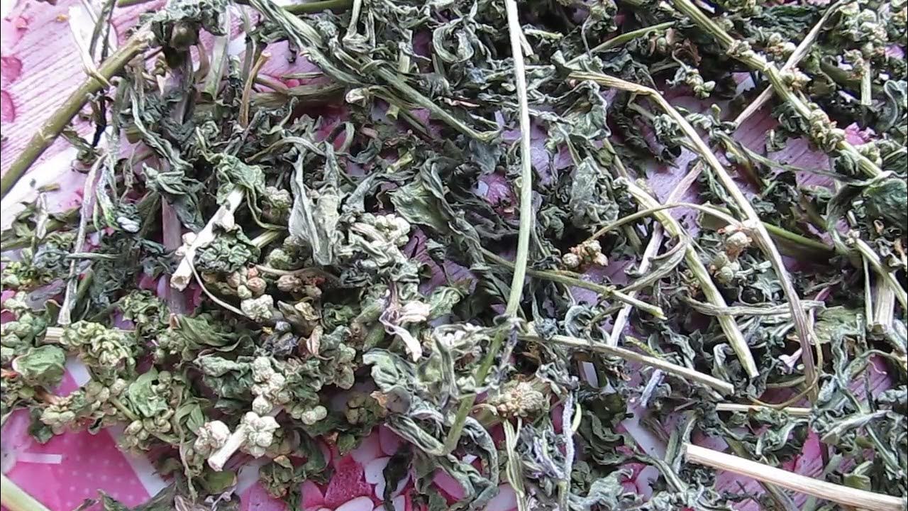 Сушеная руккола Польза - YouTube