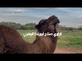 الراوي صلاح ابويلط 