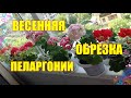 Весенняя обрезка пеларгонии