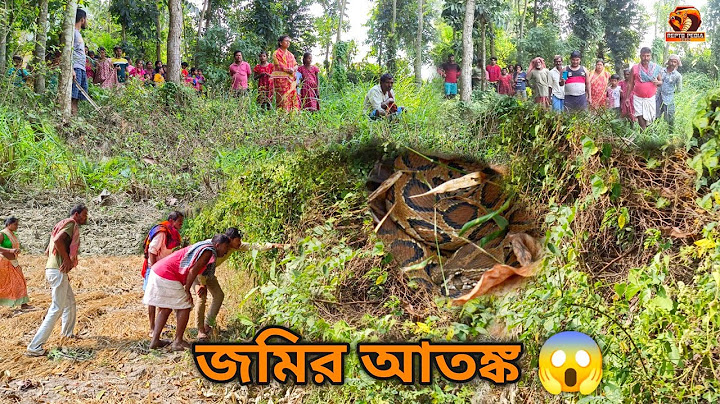 চাষের জমির আতঙ্ক রাসেলস ভাইপার ধরে আনলাম | রাসেল ভাইপার আতঙ্ক | Russell's viper rescue | Reptopedia