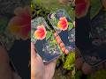 Oneplus 15 Vs Oppo Reno 15 Camera Comparison
