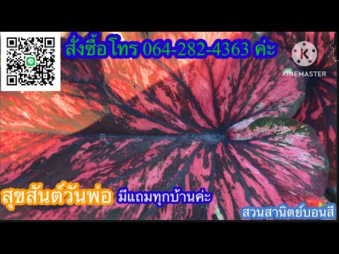 Ep.453❤️วันหยุดพบกันกับบอนสีสวยๆ มาแล้ว ✅☎️โทร0642824363 #บอนสี #บอนสีโบราณ #caladium #จัดสวน