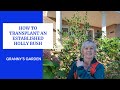 HOW TO TRANSPLANT AN ESTABLISHED HOLLY BUSH