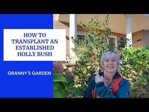 Video: Holly Bush Transplantation: Information on Moving Holly Bushes