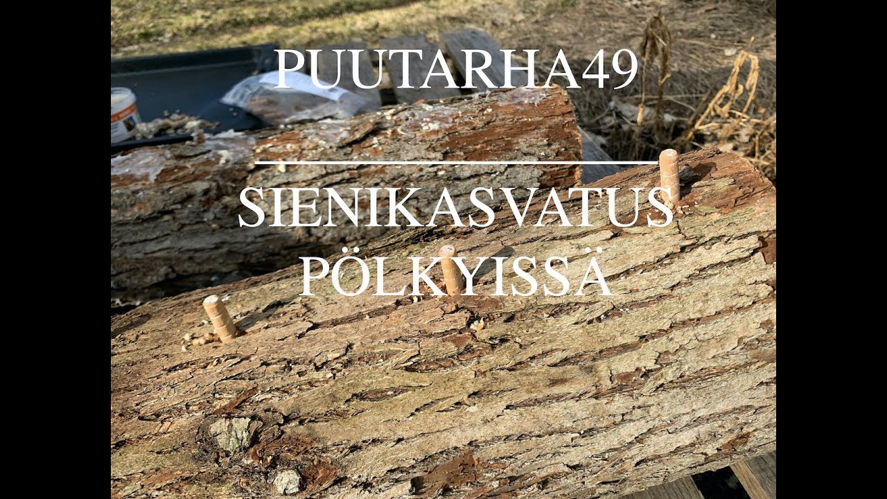 Sienten kasvattaminen pölkyissä