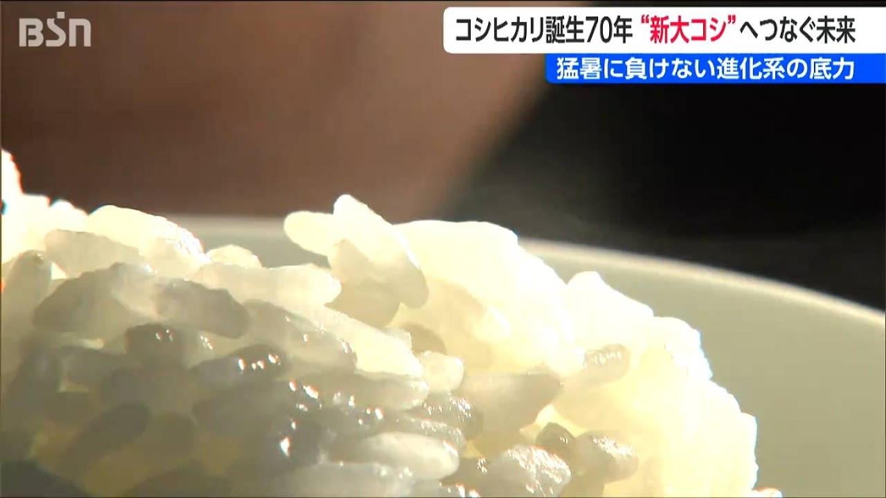 コシヒカリ誕生70年　”新大コシヒカリ”へつなぐ未来　岐路に立つ新潟のコメ作りの明日は