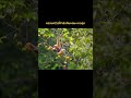 #relaxingmusic #สารคดี #apnature #wildlife #nature #documentary #เที่ยวไทย #animals