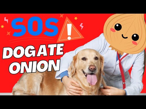 dog ate some onion 🐶  ⚠️  (what to do)