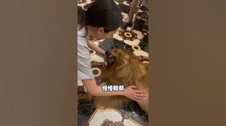 Gold: Why are you so nice to me all of a sudden?# pets# pets# silly dogs# funny - 天天要闻