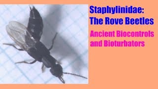 Staphylinidae The Rove Beetles