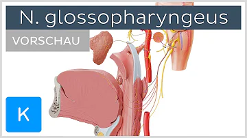 Was macht der Nervus glossopharyngeus?