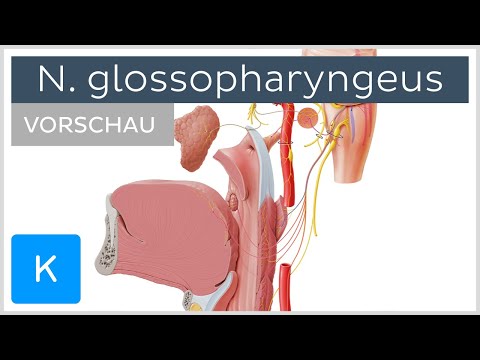 Video: Welche Funktion hat der Glossopharyngeusnerv?