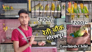 Cheapest 🐦Bird's Sale | Cheapest Birds Market Gorakhpur | Cheapest Birds Shop Gorakhpur