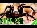 Mexican Red Rump Tarantula (Brachypelma/Tliltocatl vagans) Care & Facts