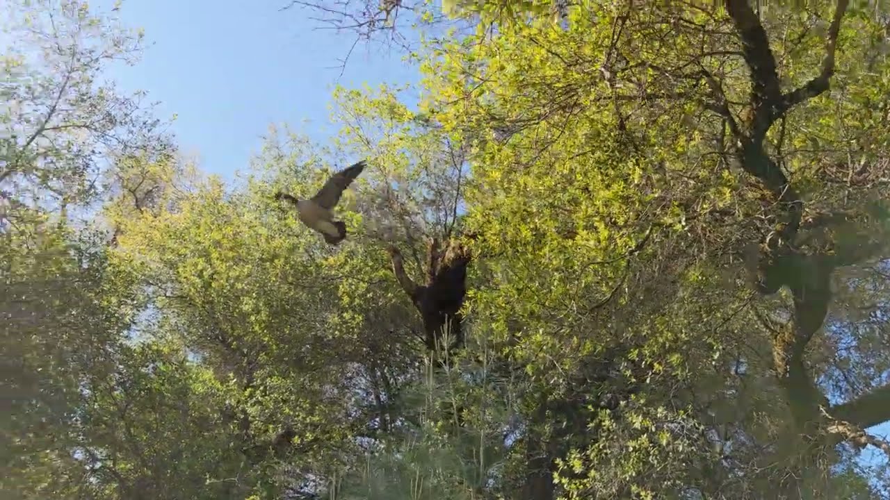 The Canada Goose That Lived In A Tree (rare footage)