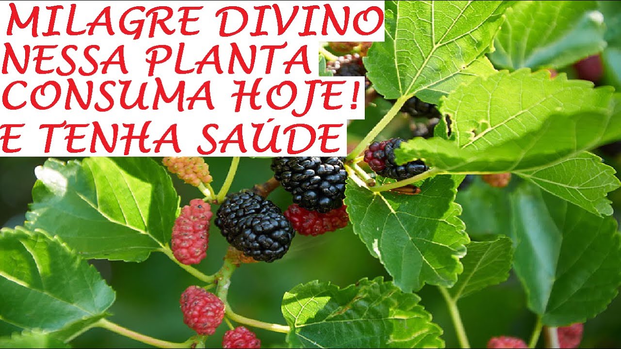 Milagre divino em uma planta, consuma e veja os benefícios a sua Saúde!