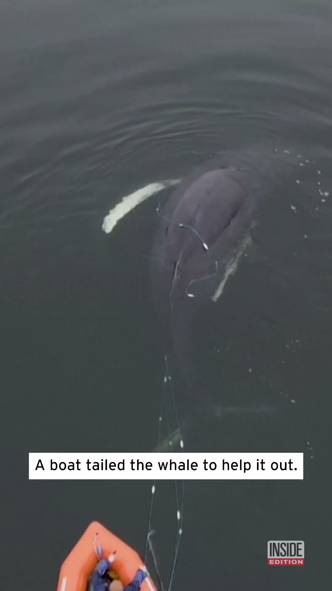 Rescuers Cut Net Off Humpback Whale #shorts