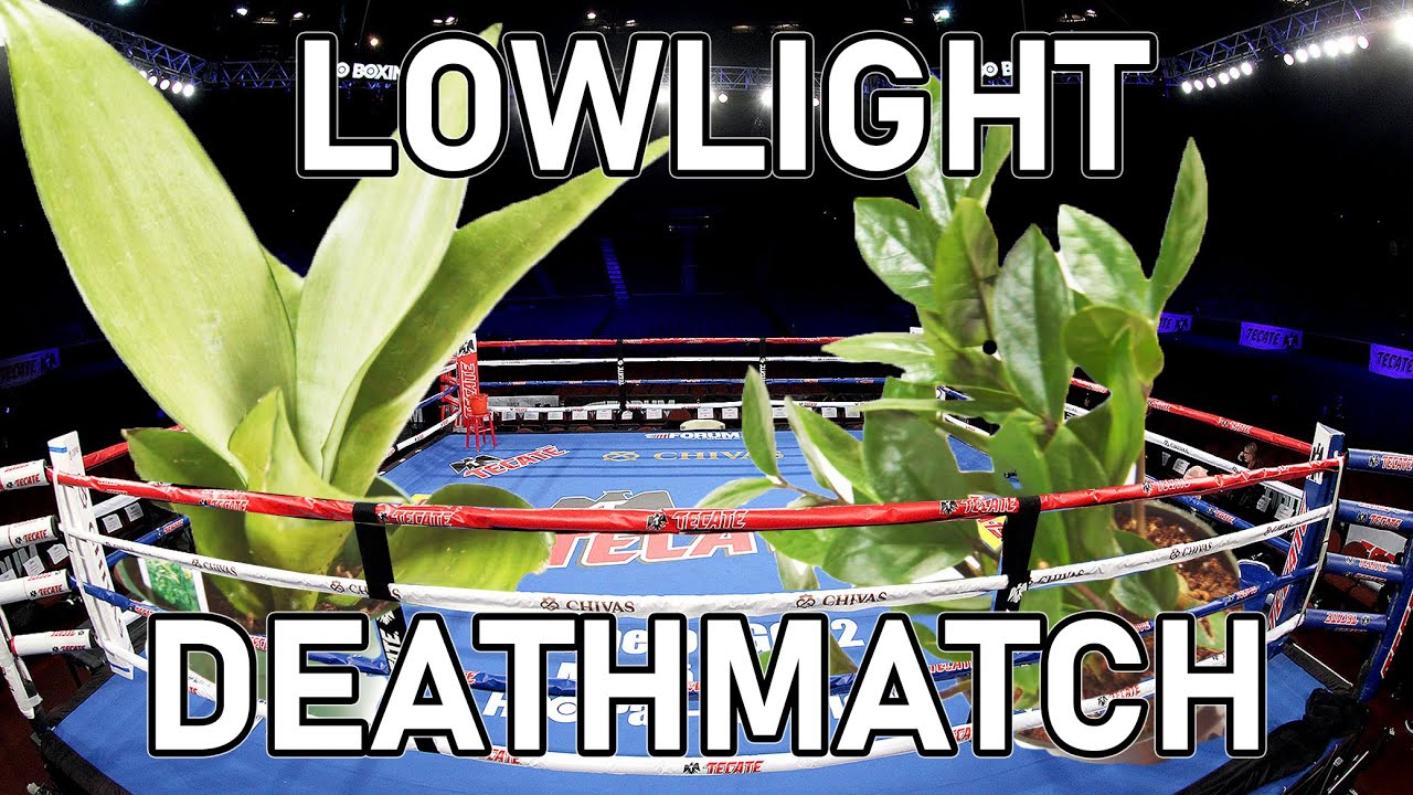 Snake Plant Vs. ZZ Plant Low Light Comparison, Who Will WIN! YouTube