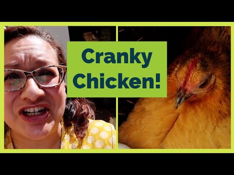 Video: Wat betekent broedse kip?