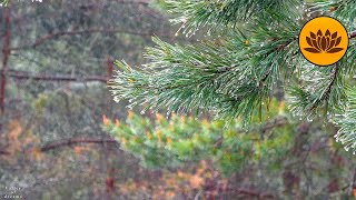 Instant sleep with sounds of May rain under an umbrella, birds singing. by Valley of Dreams 382 views 1 year ago 10 hours, 20 minutes