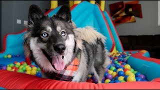 Ball Pit Bounce House Surprise for Cute Puppy Kakoa!