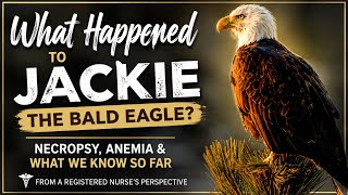Jackie the Bald Eagle s Necropsy What We Know So Far What Doctors Found