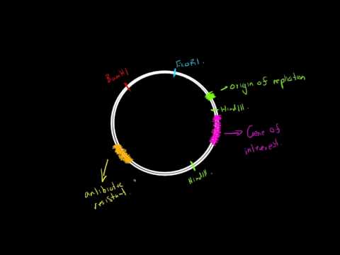 Required Characteristics of Cloning Vectors