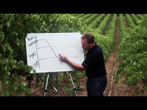 Video: Can Grapes Be Watered During Flowering? Is Watering Necessary During Drought When The Grapes Are In Bloom? Possible Consequences