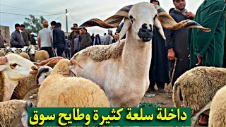 ثمن الحولي في المغرب | تحسين الجودة في حولي صردي من سوق سبت ادويب 5|8|2023