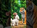 animal fight video #animalfight