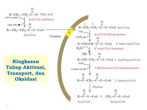 Proses Beta Oksidasi Asam Lemak   Met Lipid